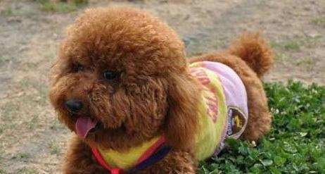 贵宾犬的饲养经验（让您的贵宾犬健康快乐的成长）