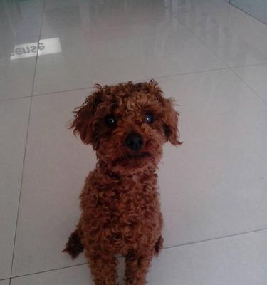 贵宾犬太瘦怎么办（宠物健康不可忽视，多方面维护让犬儿健康成长）