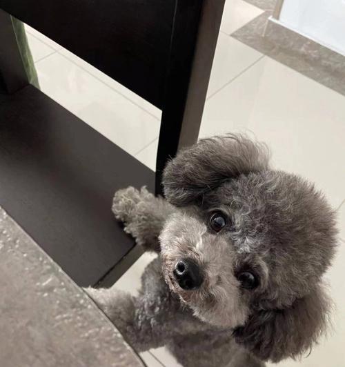 贵宾犬一年生几次，全面了解（揭开贵宾犬生育的神秘面纱，了解多胎和高龄产犬的风险）