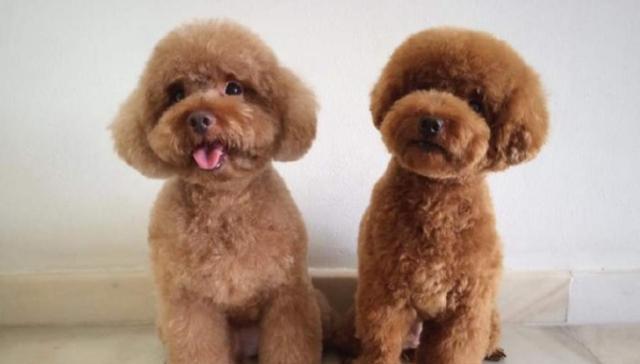 贵宾犬的多彩世界（探究贵宾犬多样化的毛色与特点）