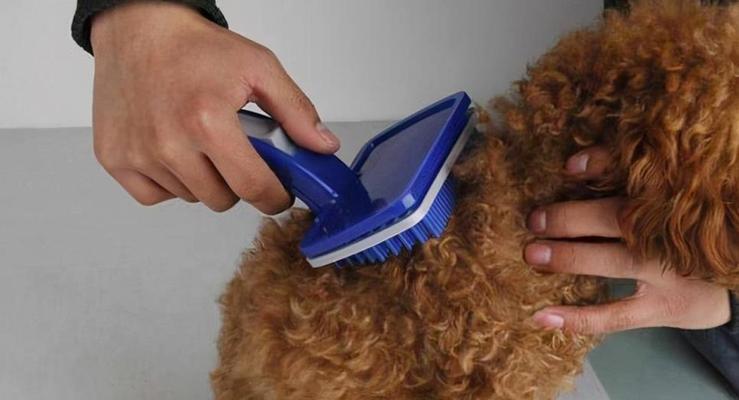 贵宾犬疫苗接种指南（从犬瘟热到细小病毒，如何科学接种疫苗？）