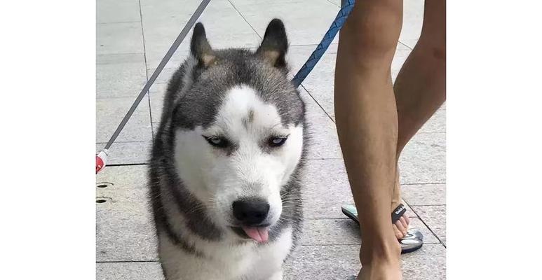 哈士奇感冒如何预防和治疗？（以宠物为主，让您的哈士奇远离感冒）