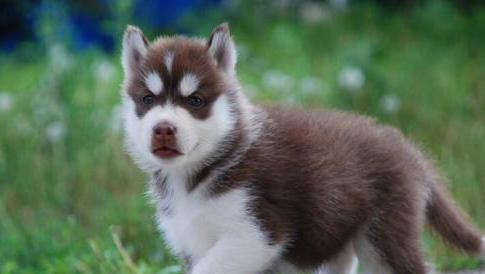 哈士奇能成为优秀的看家犬吗？（以宠物为主，从特性、训练到适用情况来探讨）