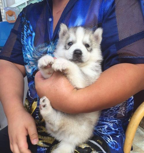 哈士奇几个月换牙（了解哈士奇换牙周期及保健方法）