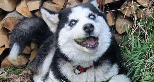 哈士奇能否吃生肉？（了解宠物犬的饮食需求和健康风险）