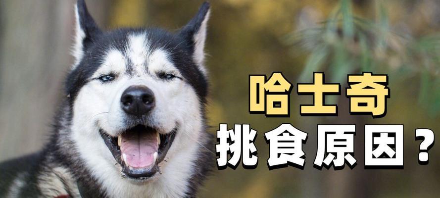 如何解决哈士奇的挑食问题？