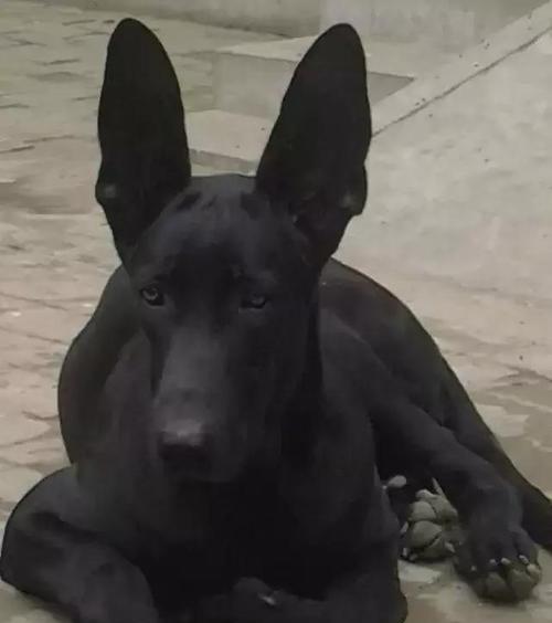探究黑狼犬的优点（深入了解黑狼犬作为宠物的长处）
