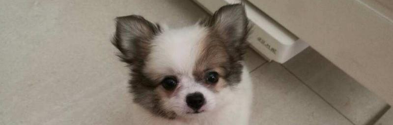 蝴蝶犬美毛秘籍（以食补为主，让你的爱犬皮毛更美丽）