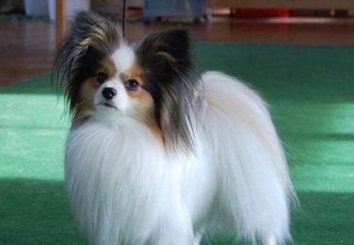 蝴蝶犬毛发护理全攻略（以宠物为主，让你的蝴蝶犬美如画）