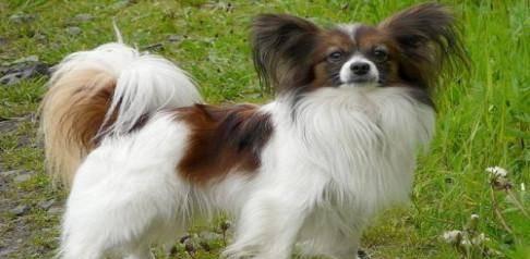 如何让你的蝴蝶犬美容护理得当（以宠物为主的蝴蝶犬美容护理技巧）