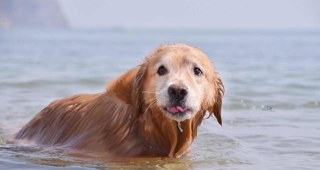 小型犬危险信号揭秘（了解吉娃娃的危险信号，保护宠物健康）