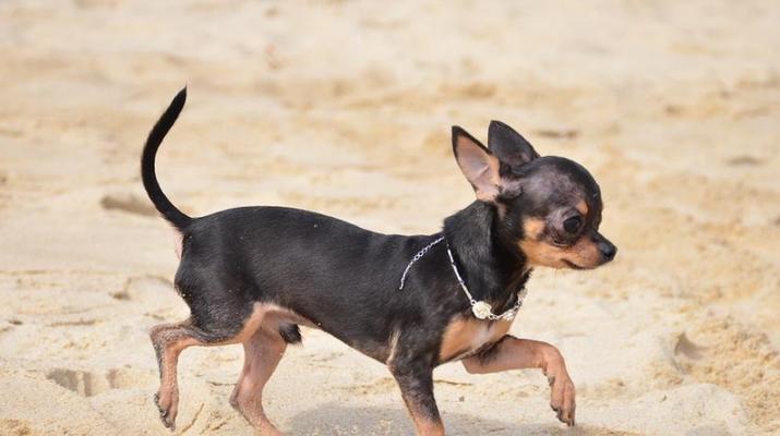 探秘吉娃娃犬的身高体重（了解这个宠物所需的健康指标，让你更好地照顾它们）
