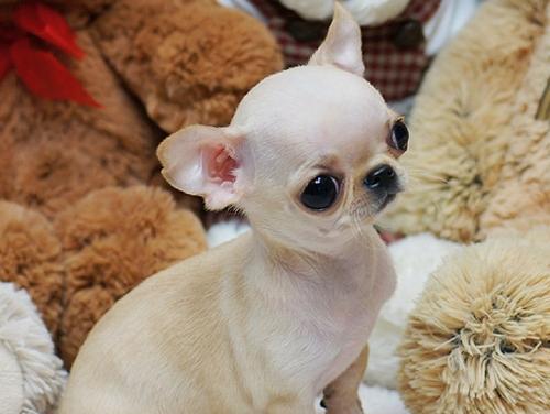 探究吉娃娃犬头部特征（从眼睛到嘴巴，解析吉娃娃犬的头部构造）