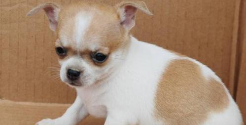 宠物犬吃饭常识剖析（以吉娃娃一天几顿饭为例，掌握宠物饮食技巧）