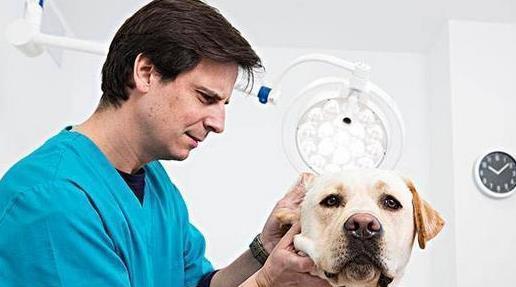 家庭养狗的注意事项（如何做好宠物犬的生活和健康管理）