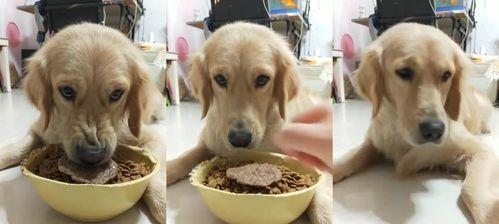 如何帮助金毛慢下来享受用餐（应对金毛吃饭过快的六种方法）