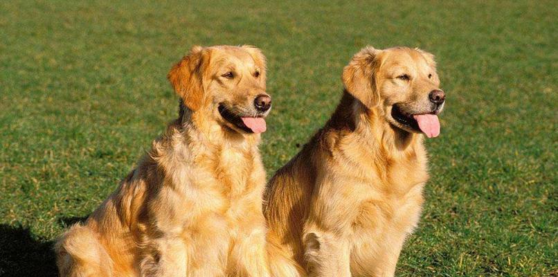 金毛犬何时适合以肉类为主餐？（宠物健康需求与饮食之道）