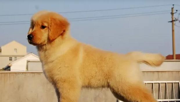 金毛犬的繁殖年限（了解金毛犬繁殖年限，健康养育宠物）