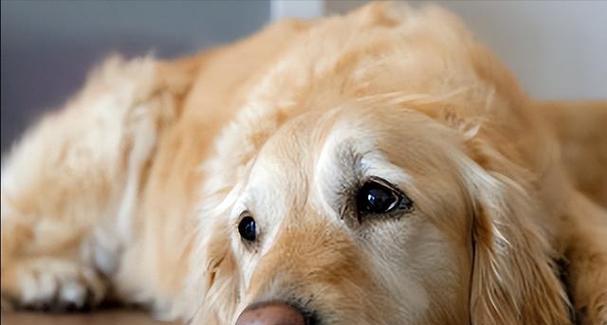 金毛犬的消化特征（探究金毛犬的消化系统结构、食物选择和消化过程）