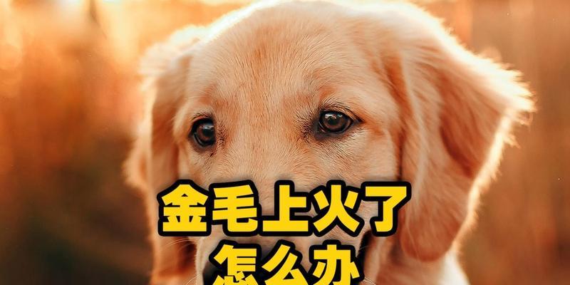 如何缓解金毛上火的症状？（金毛的健康需要注意的细节）