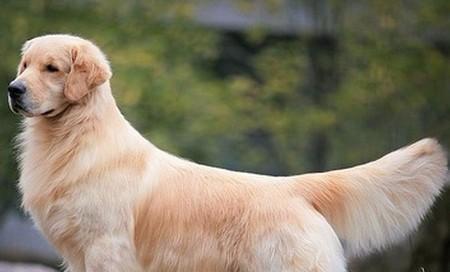 如何科学喂养金毛幼犬（金毛幼犬喂养指南、健康成长从饮食开始）