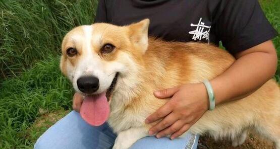 以宠物为主，预防威尔士柯基犬常见疾病（养犬人必备，关注健康问题；威尔士柯基犬疾病预防指南）