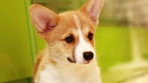爱宠必读！以柯基犬的饲养要求（从选购到日常护理，带你全面了解柯基犬的需求）