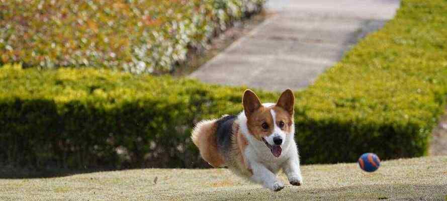 如何养护你的柯基犬（宠物犬种特点、饲养环境、日常护理、健康防护）