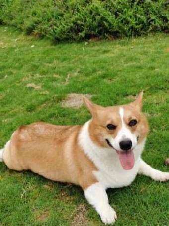从口臭到健康，如何照顾你的柯基犬（了解柯基犬口臭的原因及预防方法）