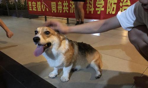为什么柯基犬需要节育？（柯基犬节育的优点和注意事项，避免意外怀孕和健康问题）