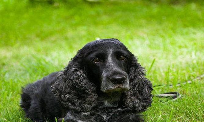 如何为可卡犬正确补钙（宠爱你的毛孩，从补钙开始）