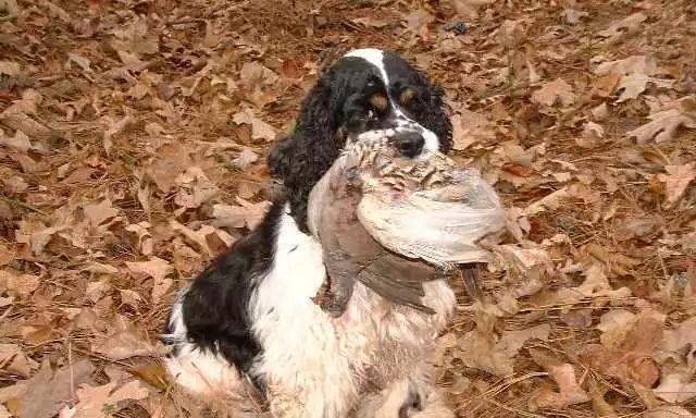如何教养可爱的可卡犬（从宠物到家人，让你的可卡犬成为最好的伙伴）