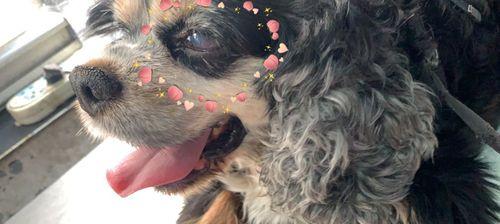 可卡犬掉毛严重原因及解决方法（探究可卡犬掉毛的原因和如何有效减少毛发掉落）