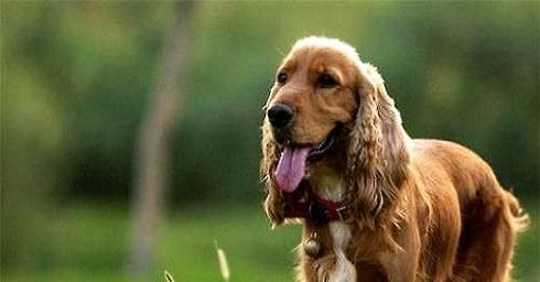 可卡犬与金毛的区别（了解宠物犬的不同特性，选择适合自己的伴侣犬）