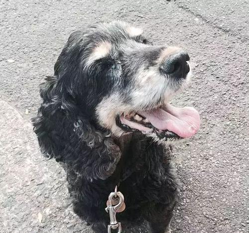 可卡犬为何喜欢抓脸？（揭秘可卡犬抓脸的行为原因与解决方法）