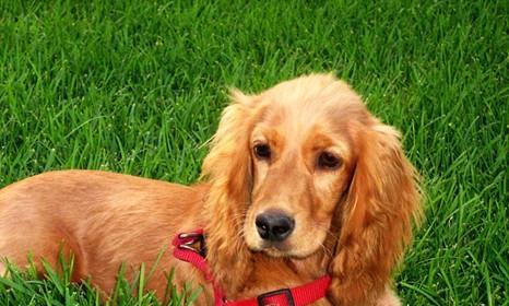 如何科学养护可卡犬？（宠爱可卡，健康养护从我做起！）