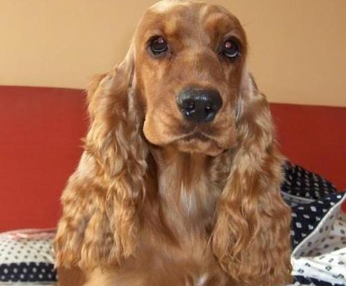 如何正确地护理可卡犬的耳朵？（细节决定成败，你的宠物需要这些耳朵护理技巧！）