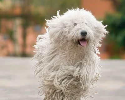 可蒙犬长毛全攻略（以宠物为主，用心照顾）