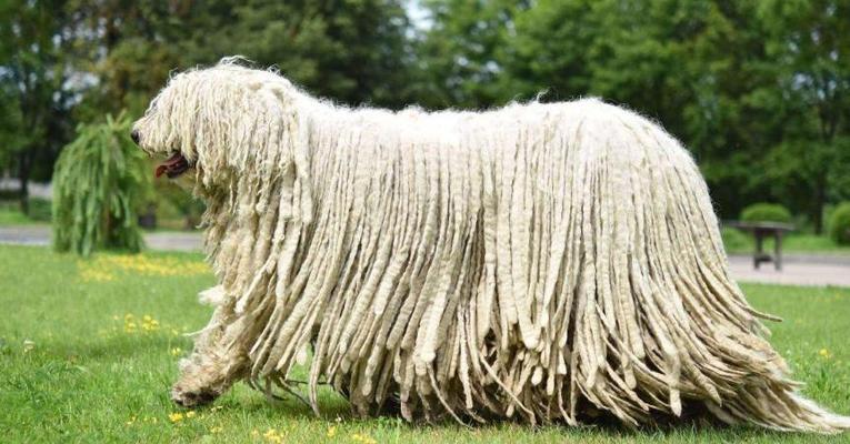 可蒙犬的起源及特点剖析（以可蒙犬为主的犬种起源，以及其在宠物市场中的地位）