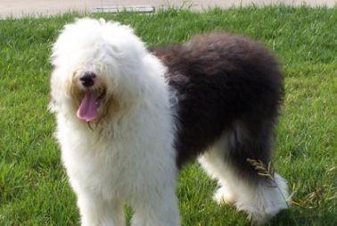 可蒙犬的外形特征（解析可蒙犬的身形、毛色和特点）