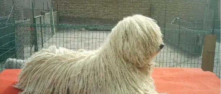 如何正确喂养可蒙犬（宠物狗的营养需求与饮食安排）