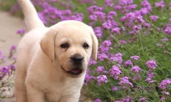 养拉布拉多犬的优缺点（以拉布拉多犬好养吗？拉布拉多犬的性格与特点）