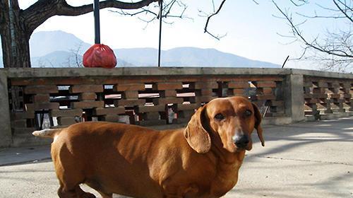 培养腊肠犬听从命令的技巧（让你的宠物成为忠诚听话的小伙伴）
