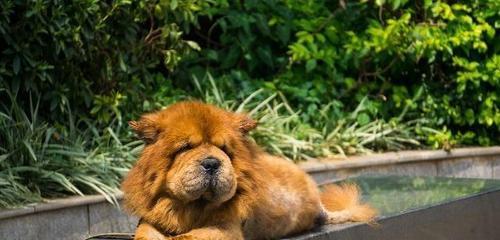 老年松狮犬的饲养指南（让你的宠物健康快乐度晚年）