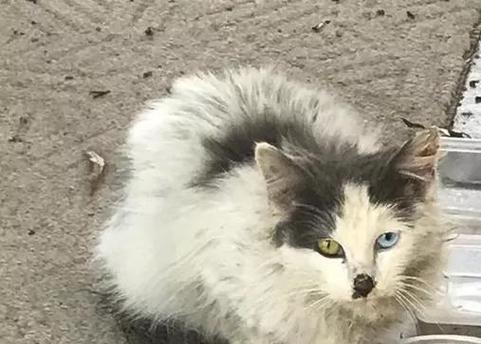 如何带回家一只流浪猫？（宠物养成必知，善待流浪动物）