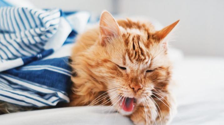 了解宠物猫咪的正常体温（2个月猫咪正常体温多少正常？猫咪体温变化的原因和注意事项！）