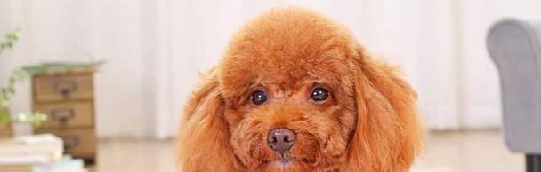 如何合理喂养3个月大的泰迪幼犬（泰迪幼犬每天应该吃多少狗粮？以及喂养技巧和预防措施）