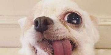 被宠物犬抓伤后的注意事项（如何预防和处理宠物犬咬伤事件）
