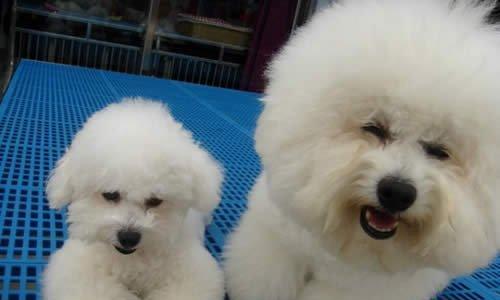 比熊犬假怀孕不吃东西？解析原因和对策（宠物狗出现假孕症状，饮食不振怎么办？）
