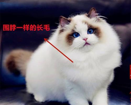 布偶猫的饮食量控制（如何给布偶猫科学喂食，让小猫健康成长）